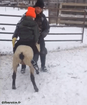 01 Schaf Tiere Humor -  Fun 