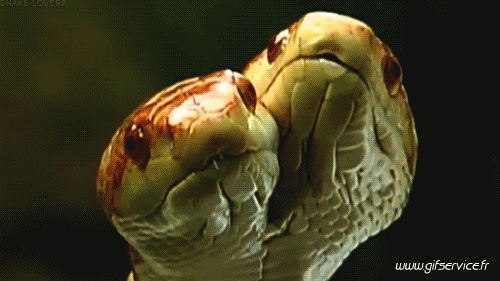 Serie 01 Serpents Animaux Humour - Fun 