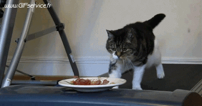 03 Katze Tiere Humor -  Fun 