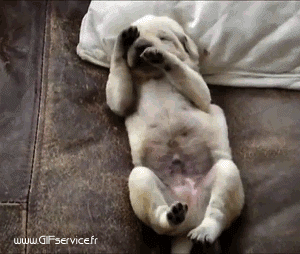 03 Hunde Tiere Humor -  Fun 