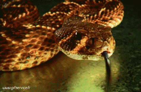 01 Serpenti Animali Umorismo -  Fun 