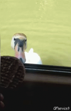 Various 02 Birds Animals Humor -  Fun 