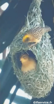 Various 02 Birds Animals Humor -  Fun 