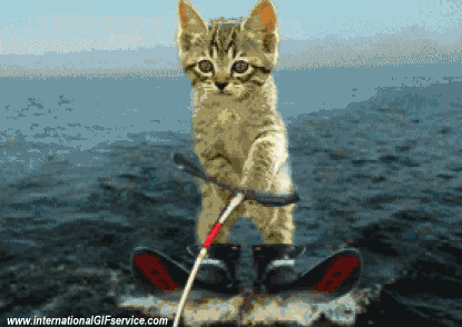 01 Gatti Animali Umorismo -  Fun 