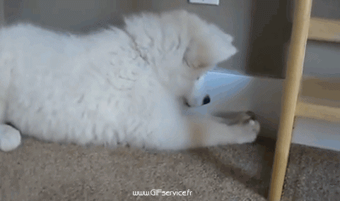 03 Dogs Animals Humor -  Fun 