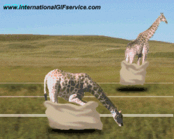 Serie 01 Girafes Animaux Humour - Fun 