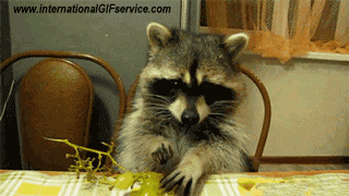 Serie 01 Raton Laveurs Animaux Humour - Fun 