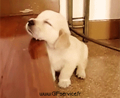 03 Perros Animales Humor - Fun 