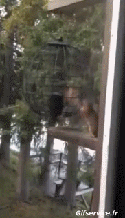 01 Squirrels Animals Humor -  Fun 