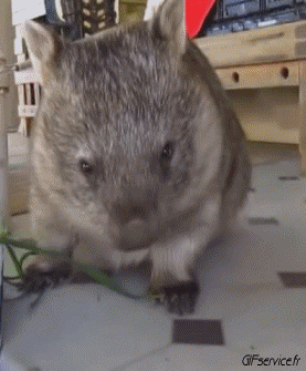 01 Wombat Tiere Humor -  Fun 