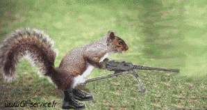 01 Squirrels Animals Humor -  Fun 