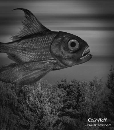 Colin Raff GIF Artists Humor -  Fun 