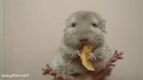 01 Hamster Animals Humor -  Fun 