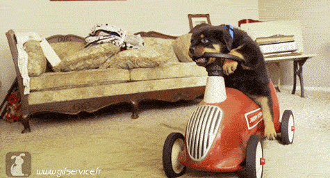 03 Dogs Animals Humor -  Fun 