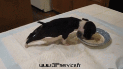 03 Hunde Tiere Humor -  Fun 