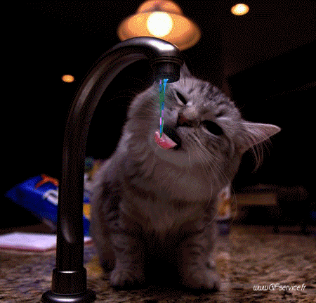 02 Gatos Animales Humor - Fun 