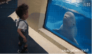 01 Delfini Animali Umorismo -  Fun 