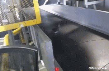 Varios Pájaros Animales Humor - Fun 