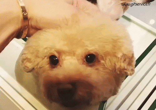 03 Dogs Animals Humor -  Fun 