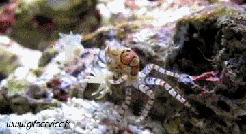 01 Crabs Animals Humor -  Fun 