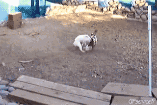 Coqs - Poules Oiseaux Animaux Humour - Fun 