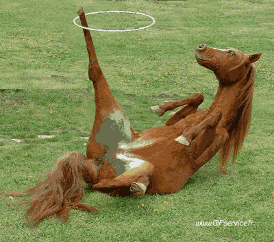 Serie 01 Chevaux Animaux Humour - Fun 