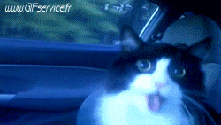 02 Cats Animals Humor -  Fun 