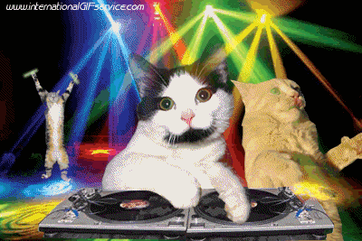 Serie 01 Chats Animaux Humour - Fun 