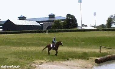 Serie 02 Chevaux Animaux Humour - Fun 