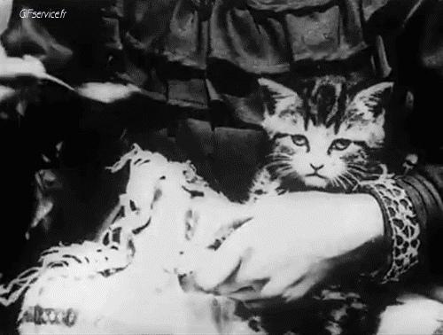 05 Gatti Animali Umorismo -  Fun 