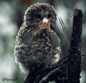 Divers 02 Oiseaux Animaux Humour - Fun 