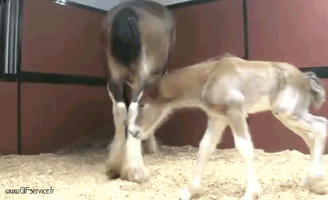 01 Caballos Animales Humor - Fun 