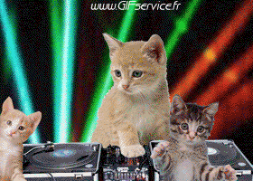 Serie 02 Chats Animaux Humour - Fun 