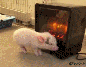 01 Schweine - Wildschweine Tiere Humor -  Fun 