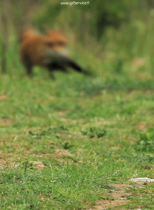 Serie 01 Renards Animaux Humour - Fun 