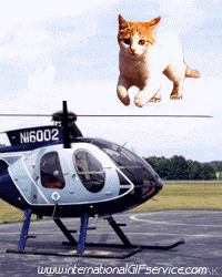 Serie 01 Chats Animaux Humour - Fun 