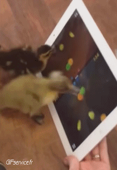 Various 02 Birds Animals Humor -  Fun 