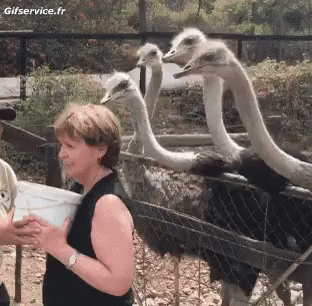 01 Strauße Tiere Humor -  Fun 