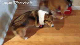 01 Perros Animales Humor - Fun 