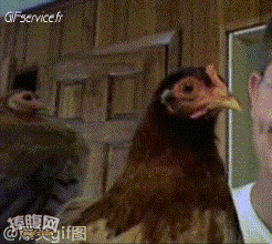 Roosters - Hens Birds Animals Humor -  Fun 