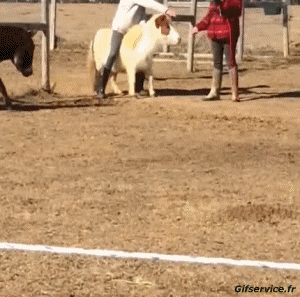 Serie 02 Pferde Tiere Humor -  Fun 