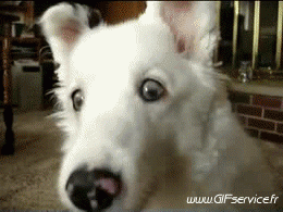 02 Cani Animali Umorismo -  Fun 