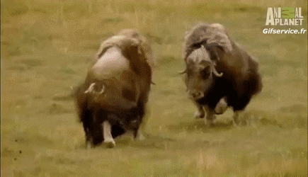 Serie 01 Bisons Animaux Humour - Fun 