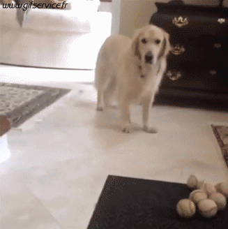 03 Dogs Animals Humor -  Fun 