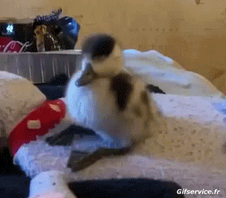 Divers Oiseaux Animaux Humour - Fun 