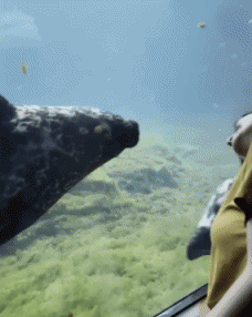 01 Seals sea ​​lion Animals Humor -  Fun 