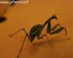 Serie 01 Insectes Animaux Humour - Fun 