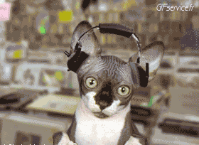 04 Cats Animals Humor -  Fun 