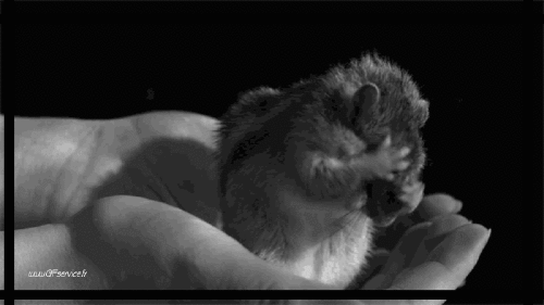 Serie 01 Ecureuils Animaux Humour - Fun 