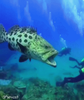 01 Fisch Tiere Humor -  Fun 